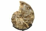 Cretaceous Ammonite (Mammites) Fossil with Metal Stand - Morocco #274596-1